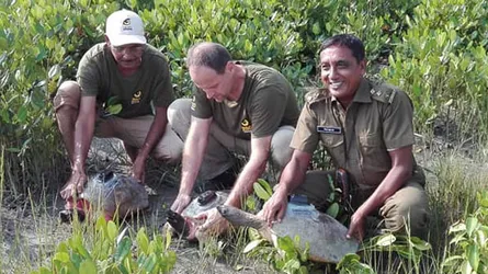 পিঠে স্যাটেলাইট ট্রান্সফরমার নিয়ে সুন্দরবনের নদীতে পাঁচ কচ্ছপ