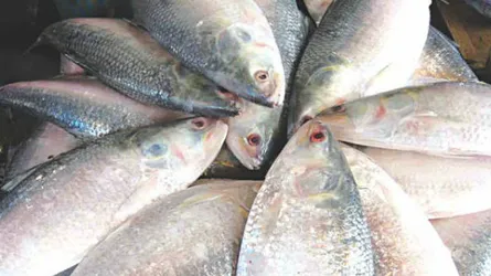 এবার ৪২ হাজার কোটি ডিম দেবে ইলিশ