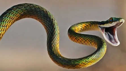 অদৃশ্য সাপ আতঙ্কে লাখো মানুষ