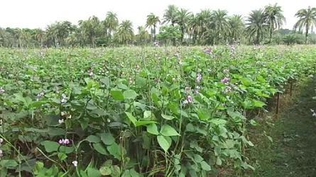 চুয়াডাঙ্গার কৃষকদের কাছে জনপ্রিয় হয়ে উঠেছে শিম চাষ