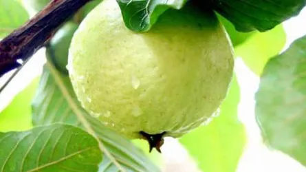 পেয়ারায় রক্তচাপও নিয়ন্ত্রণ করে?