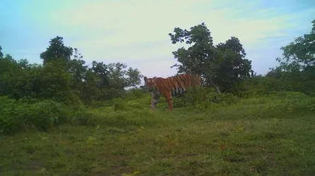 একটি বাঘিনীকে হত্যা করতে এত আয়োজন!