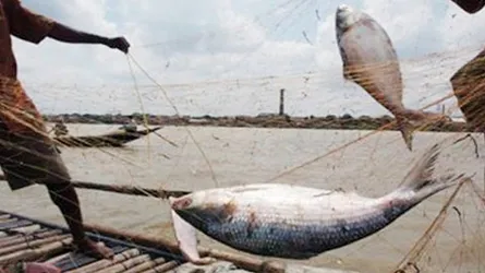 শিবালয়ে অভিনব কায়দায় নেয়া ইলিশ জব্দ