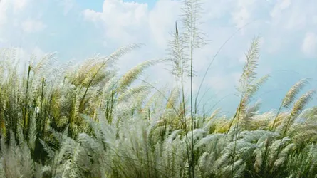 অবসরে দিয়াবাড়ি