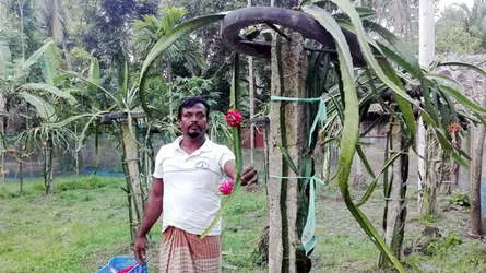 ড্রাগন চাষে রুহুল আমিনের সাফল্য