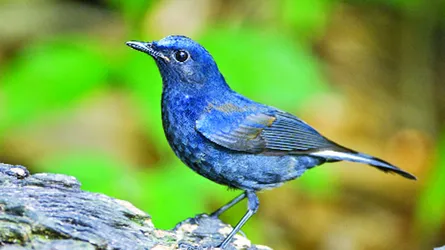 দক্ষিণ-পূর্ব এশিয়ার নীল দোয়েল