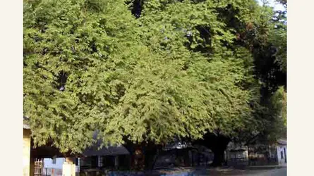 সাড়ে ছয় শ’ বছর বয়সী তেঁতুল গাছ