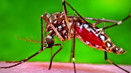ডেঙ্গু জ্বরের কারণ ও প্রতিকার