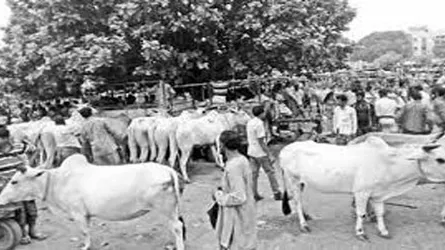 কেশবপুরে সরকারদলীয় নেতাদের অবৈধ পশুহাট