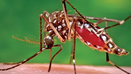 ডেঙ্গু জ্বরের কারণ ও প্রতিকার
