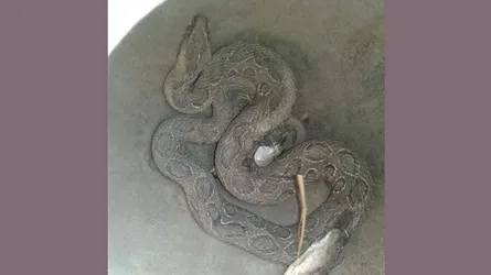 যেভাবে ধরা পড়ল বিষধর রাসেল ভাইপার