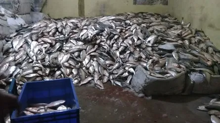 ধরা পড়লো ২০০০ মণ ইলিশ