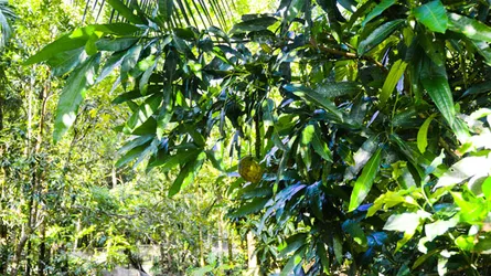 আম গাছে চালতা : দেখতে মানুষের ভীড়