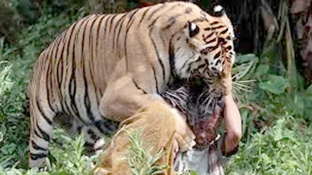 বাঘের আক্রমণে আহত সেই শিক্ষকের মৃত্যু