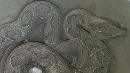 লাকড়ি থেকে বেরিয়ে এলো বিষধর রাসেল ভাইপার