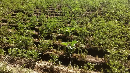 কিশোরগঞ্জে আলু চাষে মড়ক, দিশেহারা চাষী