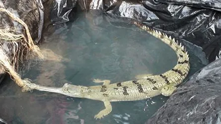 জেলের জালে ধরা পড়ল ঘড়িয়াল