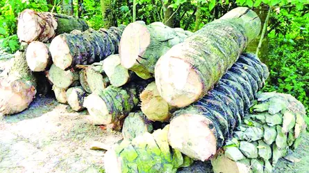 চৌগাছায় ইটভাটায় অবাধে পুড়ছে খেজুর গাছ