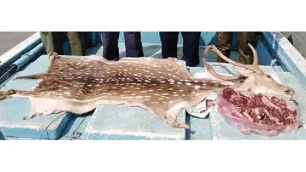সুন্দরবনে জবাইকৃত হরিণের চামড়া-গোশত উদ্ধার
