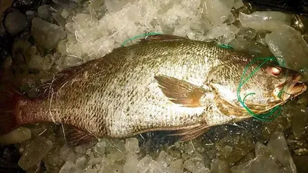 সেন্টমার্টিনে ধরা পড়ল ১০ লাখ টাকা দামের মাছ