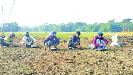 শরীয়তপুরে কৃষক ব্যস্ত পেঁয়াজ-রসুন আবাদে