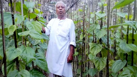 মনোহরদীর মন্টু বাবু সফল পান চাষী