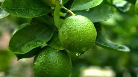 সহজলভ্য এ ফলটি ৪০ রোগের ওষুধ