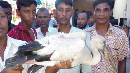 অতিথি পাখি আসছে ঝাঁকে ঝাঁকে, ফাঁদ হাতে তৈরি শিকারীরা