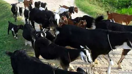 ৪ বছরে ২টি ছাগল হলো ২৯টিতে