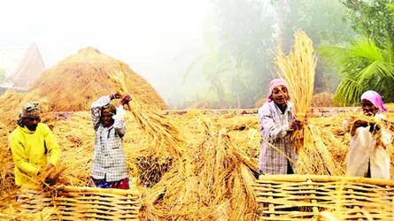 নবান্ন উৎসব