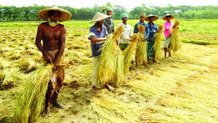 চৌগাছায় আমন ধান কাটা শুরু  সরকার না কেনায় লোকসানের আশঙ্কা কৃষকদের