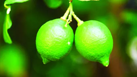 রোগ প্রতিরোধে লেবু