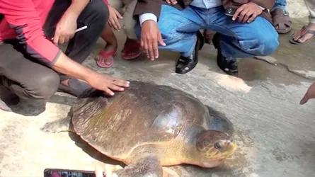 ৪৭ কেজি ওজনের বিরল প্রজাতির কচ্ছপ উদ্ধার