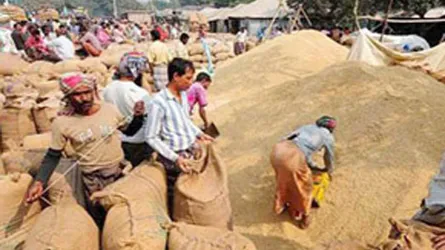 কুষ্টিয়ায় ধান কেনার ঘোষণা না আসায় কৃষকেরা ুব্ধ