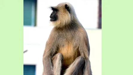 দলছুট হয়ে শহরে হনুমান