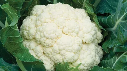 ওজন কমাতে ফুলকপি