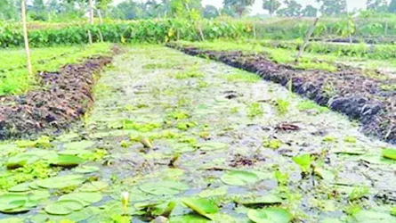 তেরখাদায় ভাসমান বেডে সবজি চাষে উৎসাহিত কৃষক
