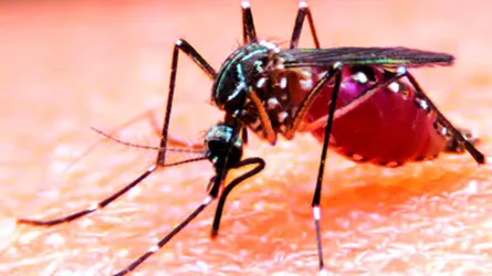 শীতের শুরুতেই রাজধানীতে মশার উপদ্রব