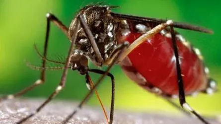 শীতের শুরুতেই রাজধানীতে মশার উপদ্রব
