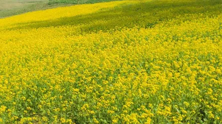 প্রকৃতিকন্যা সেজেছে হলুদ বরণ সাজে