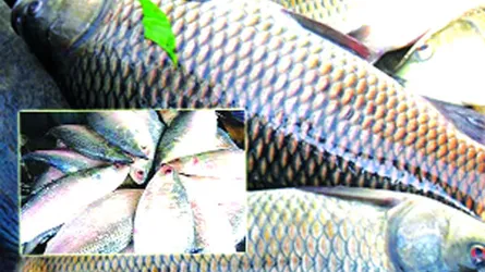ইলিশের ৩ গুণ দাম রুই মাছের!