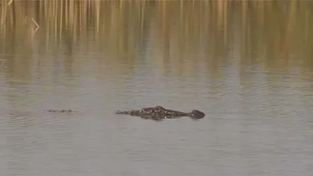 সেই কুমির উদ্ধারে তৎপরতা