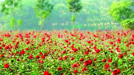গোলাপ গ্রাম