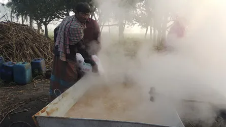 এমনভাবে বানানো হচ্ছে 'খাঁটি' খেজুরের গুড়