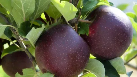 তিব্বতের কালো আপেল কেন এত দামী?