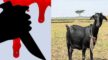 ছাগলের বেগুনের গাছ খাওয়াকে কেন্দ্র করে খুন