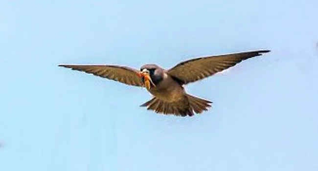 আবাবিলদের ইতিহাস