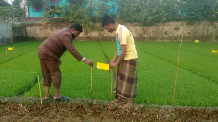 হলুদ কাগজেই কুপোকাত পোকা!