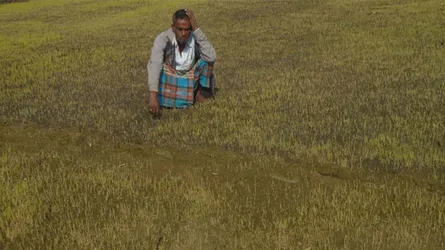 যশোরে নষ্ট বোরো বীজতলা : দুশ্চিন্তাগ্রস্থ কৃষক