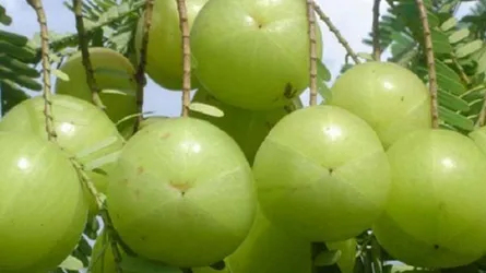 রোগ প্রতিরোধে আমলকী